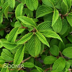 SHASTA VIBURNUM