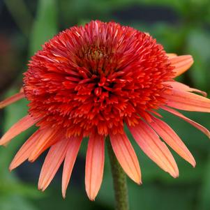 CORAL REEF CONEFLOWER