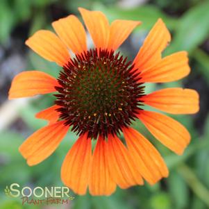 TANGERINE DREAM CONEFLOWER