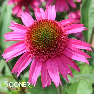 PINK FASCINATOR CONEFLOWER