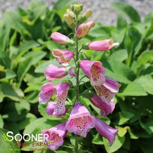 CANDY MOUNTAIN FOXGLOVE