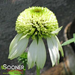 COCONUT LIME CONEFLOWER