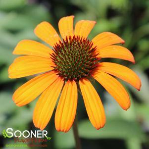 TIKI TORCH CONEFLOWER