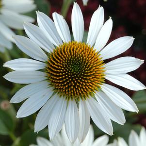 PURITY CONEFLOWER