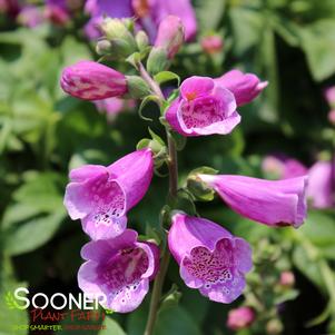 DALMATION PURPLE FOXGLOVE