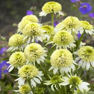 MERINGUE CONEFLOWER