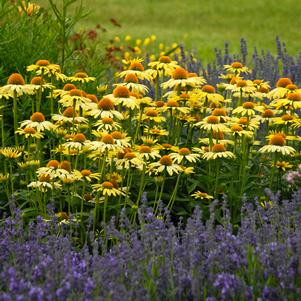 BUTTERFLY™ CLEOPATRA CONEFLOWER