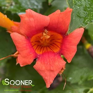 TRUMPET VINE