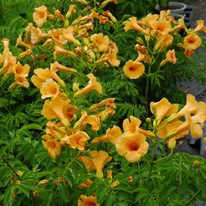 SUMMER JAZZ™ SUNRISE GOLD TRUMPET VINE