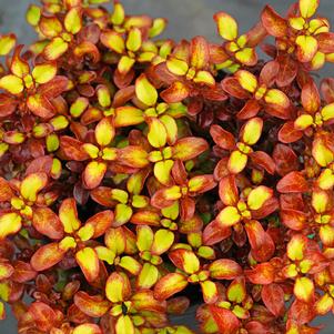 WAX WINGS™ ORANGE MIRROR BUSH