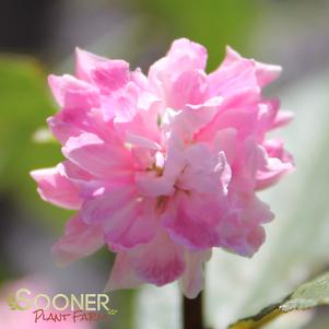 DWARF PINK FLOWERING ALMOND