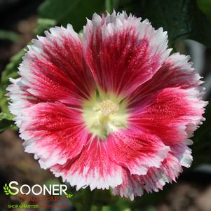 FIESTA TIME HOLLYHOCK