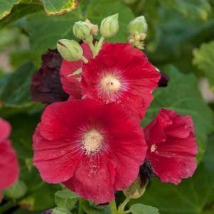 SPOTLIGHT MARS MAGIC HOLLYHOCK