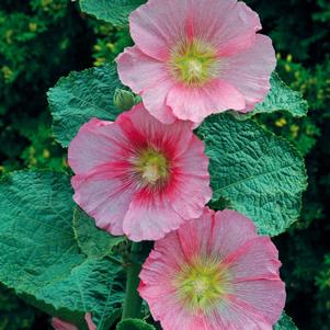 SPOTLIGHT RADIANT ROSE HOLLYHOCK