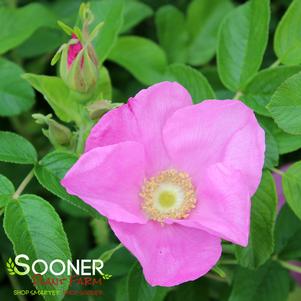 RUGOSA ROSE