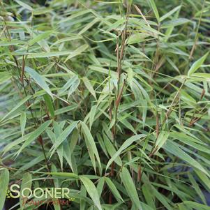 ASIAN WONDER HARDY CLUMPING BAMBOO