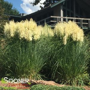 DWARF PAMPAS GRASS