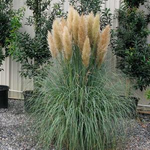 BLUE BAYOU DWARF PAMPAS GRASS