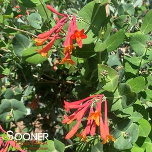 BLANCHE SANDMAN HONEYSUCKLE