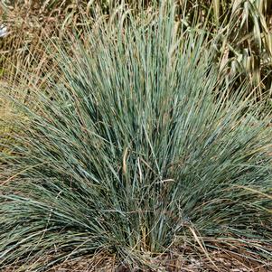 SAPPHIRE BLUE OAT GRASS