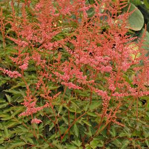 KEY LARGO ASTILBE