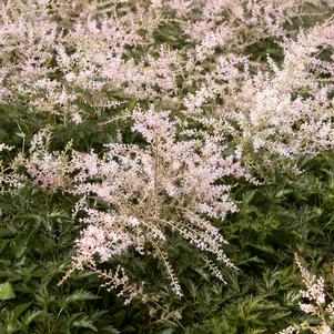 SPRITE ASTILBE