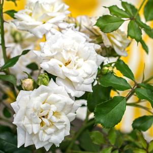 ICY DRIFT® ROSE