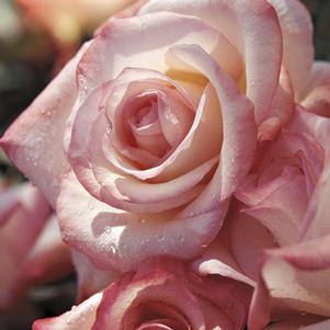 GEMINI HYBRID TEA ROSE