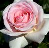 FRANCIS MEILLAND® HYBRID TEA ROSE