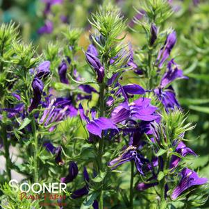 STARSHIP™ BLUE CARDINAL FLOWER