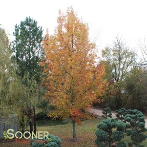 GOLD DUST SWEETGUM