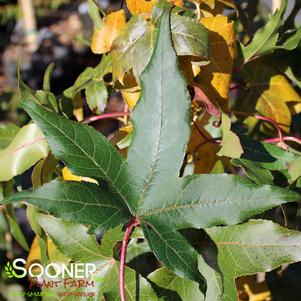 SWEETGUM