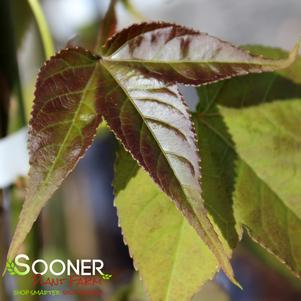 BURGUNDY FLUSH SWEETGUM