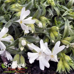 SNOWFLAKE CREEPING PHLOX