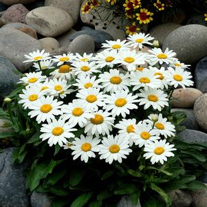 SNOWBOUND SHASTA DAISY