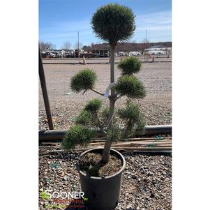 POM POM SCOTCH PINE TOPIARY