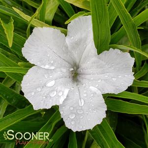 KATIE WHITE DWARF MEXICAN PETUNIA