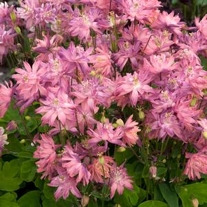 CLEMENTINE ROSE COLUMBINE