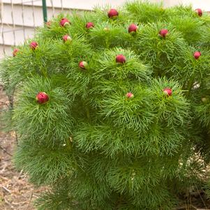 RUBRA PLENA FERNLEAF PEONY