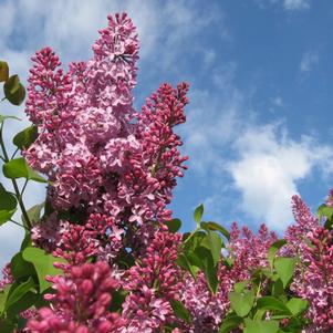 <em>Syringa</em> CRIMSON DOLL™ LILAC: 