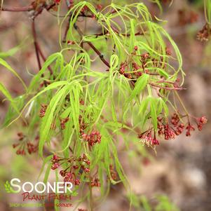 <em>Acer</em> KOTO NO ITO UPRIGHT JAPANESE MAPLE: 