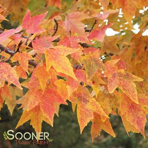 <em>Acer</em> <strong>TRIDENT MAPLE</strong>: