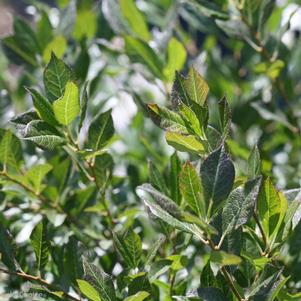 <em>Ilex</em> LITTLE GOBLIN® GUY MALE WINTERBERRY HOLLY: 