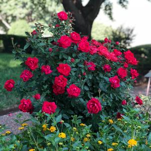 <em>Rosa</em> THE GRAND CHAMPION™ DOUBLE RED ROSE: 