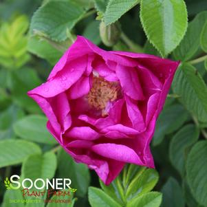 Rosa rugosa BOCrogonsif