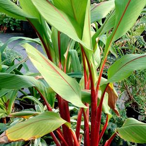 <em>Curcuma</em> <strong>RED STEM GINGER</strong>: