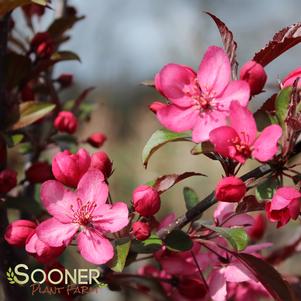 <em>Malus</em> ROYAL RAINDROPS® CRABAPPLE: 