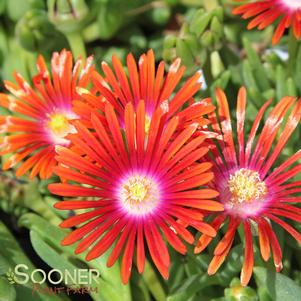 <em>Delosperma</em> RED MOUNTAIN® FLAME ICE PLANT: 