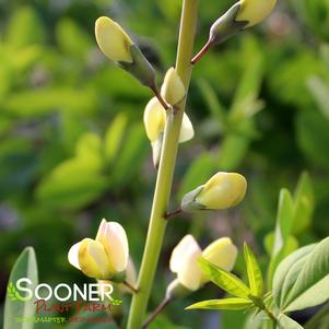 <em>Baptisia</em> DECADENCE® DELUXE PINK LEMONADE FALSE INDIGO: 