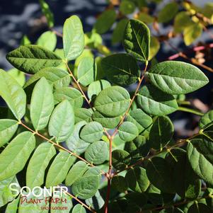<em>Gymnocladus</em> <strong>KENTUCKY COFFEETREE</strong>: